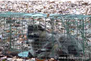 Wasbeer laat zich vangen in Zoerselbos