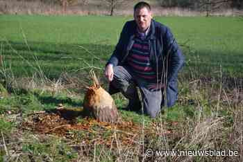 Bever aan het werk op de Zwalmbeek: “Ze zijn nog niet met veel maar wel al overal”