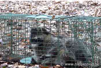 Wasbeer gevangen in Zoersel, tweede exemplaar loopt nog rond: “Hoe schattig ze ook zijn, ze horen hier niet thuis”