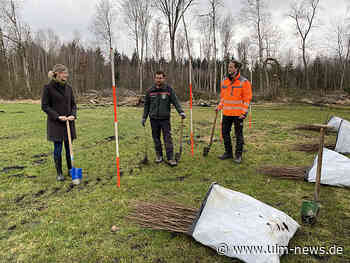 Neu-Ulm pflanzt Bäume für Neu-Ulmer Babys