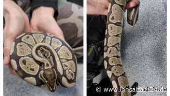 Spaziergänger finden Königspython am Sportplatz in Übersee – das passiert mit der Schlange