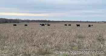 NCBA, CattleFax partner on new culling resource