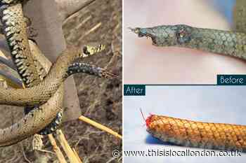 Snake forced to have tail amputated after Dartford Animal Rescue