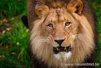 Leeuwenkoning Nestor veilig en wel aangekomen in Bellewaerde