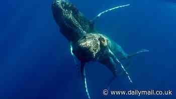 Free willy! Wildlife photographers capture first-ever photos of Humpback Whales having sex.... and are shocked when they realize it's two MALES