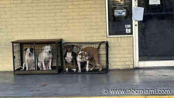 ‘It's cruel': 4 dogs found abandoned outside Pembroke Pines animal clinic