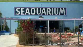 Miami Seaquarium's head veterinarian resigns amid ongoing controversies