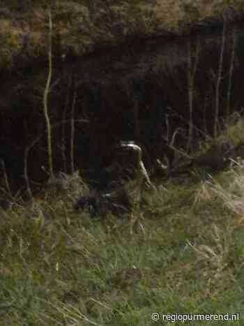 Lieve politie, gewoon een klein verzoek (column)