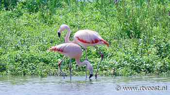 Geen boetes uitdelen, wel genieten van de natuur als vrijwillig boswachter