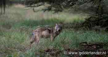 Provincie Gelderland wil afschieten wolf deze lente al toestaan, DNA-onderzoek niet nodig