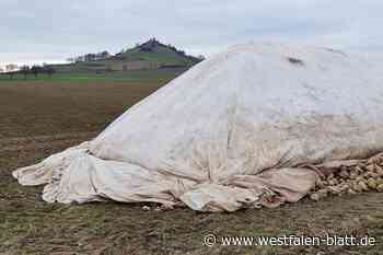 Zuckerrüben-Ernte in Warburg endet in Biogasanlagen