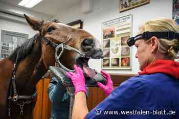 Tierarztkosten: Pferdehalter in OWL auf dem Zaun