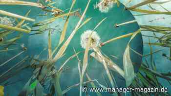 Wie das Mittelmanagement Nachhaltigkeit im Unternehmen treibt