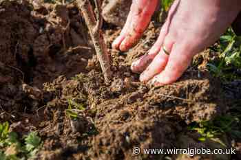 Last community tree planting event to take place in Wirral