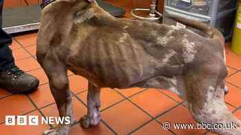 Dog abandoned with bite marks and cropped ears