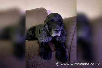 Alabama rot case suspected after dog walk in Delamere Forest