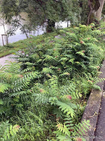 Stadt Ulm will gegen "Götterbäume" vorgehen