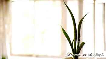 Quali sono le migliori piante da tenere in casa