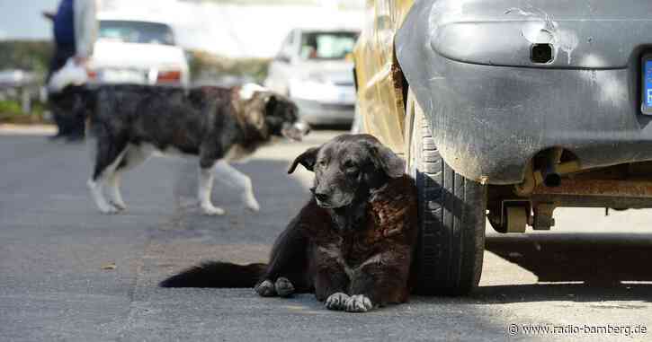 Frau verlangt Behandlungskosten für Straßenhündin