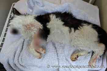 RSPCA investigation after kitten found dead in London