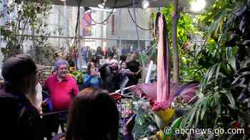 Visitors line up to see and smell a corpse flower's stinking bloom in San Francisco