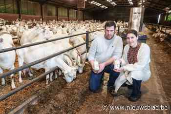 Geiten van ’t Klepperke zorgen voor unieke likeur: “Geheim procédé zorgt ervoor dat de melk niet gaat schiften”