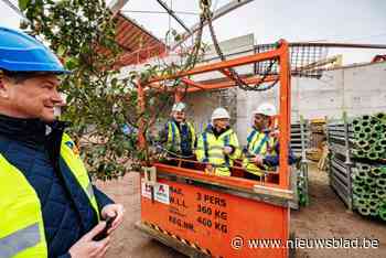 Meiboom prijkt op imposante boog boven Mechelse stationsperrons 1 en 2: “Eind dit jaar nemen wij hier de trein”