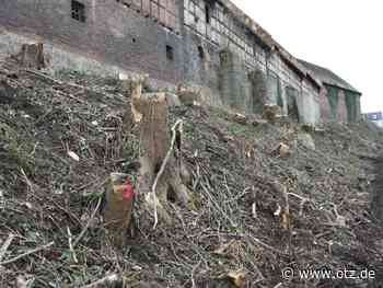 „Es geht um jeden einzelnen Baum“: Kritik am Kahlschlag in Dornburg
