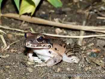 London Zoo opens the Secret Life of Reptiles and Amphibians