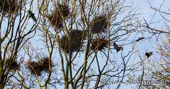 Tienduizenden euro’s uitgegeven, maar geen roek minder: deze gemeente geeft de strijd nu op tegen overlastgevende vogel