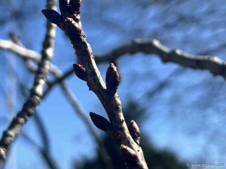 Where to find cherry blossoms and themed events in Arlington