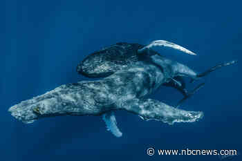 Humpback whales photographed having sex — and gay sex — for the first time