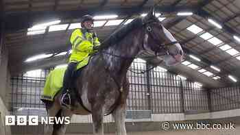 Police force recruits its biggest horse