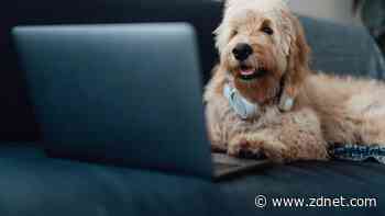 Windows Update annoying? Here's the fast fix