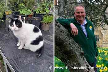 Epsom cat reunited with owners by Croydon charity after six months