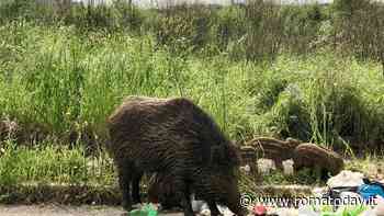 I danni all'agricoltura di cinghiali e lupi: servono soluzioni. Chiesto un tavolo tecnico alla regione