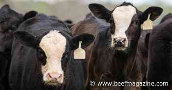 Spring calf market heating up