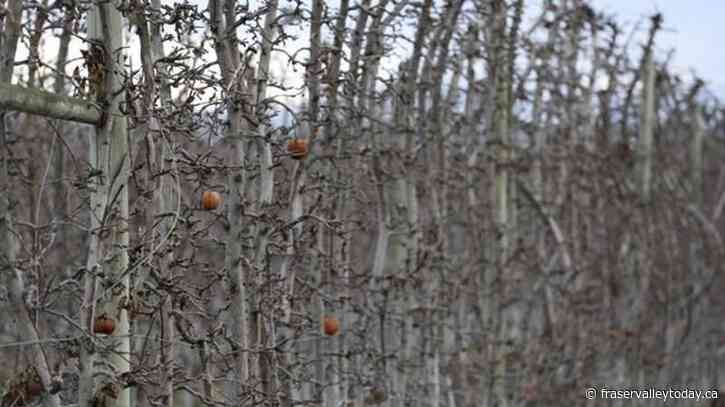 Orchard expansion in Canada’s wine country stirs fears a key wildlife corridor will be harmed