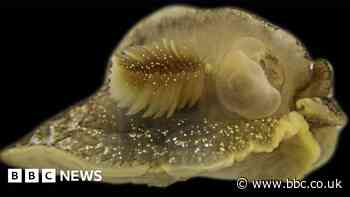 Mystery sea creature discovered in UK waters 