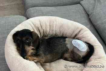 Gezin gezocht dat getuige is hoe kangal teckel in de muil neemt en bekkenbreuk bijt