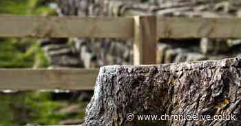 Section of Sycamore Gap tree to go on display at Northumberland National Park ahead of anniversary of felling