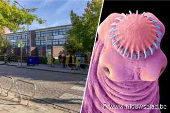 Mogelijk 4 tot 6 extra besmettingen met varkenslintworm ontdekt bij basisschool in Lier