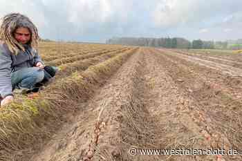 Dauernässe sorgt für heftige Ernteausfälle