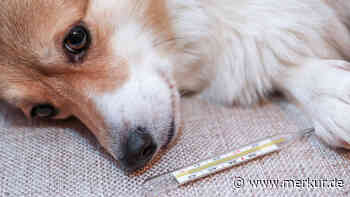 Achtung Salmonellen: Dringender Rückruf von beliebtem Hunde-Trockenfutter