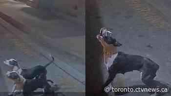 Police arrest alleged owner of two dogs that attacked woman waiting at bus stop in Rexdale