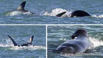 Living up to their 'killer' name! Watch the 'astonishing' moment an orca individually kills and consumes a great white shark within just two minutes
