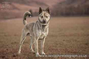 Bleakholt animal sanctuary is looking to rehome husky-cross