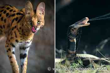 Full list of London's most dangerous animals revealed