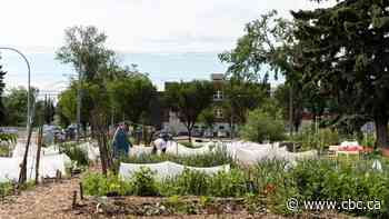 City of Edmonton exploring potential urban farming project on public land