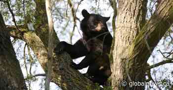 After ‘wild’ winter, Ontario’s black bears are already waking up from hibernation